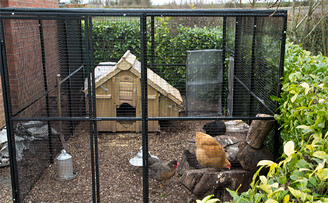 Andy's chicken palace and unobtrusive chicken fencing